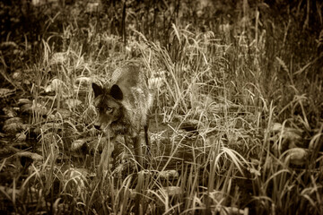 Silent Stalker: a wild hiding in the tall grasses.
