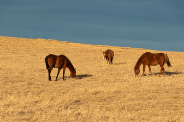 Grass Eaters Ridge: horses grazing on an open hillside. 
