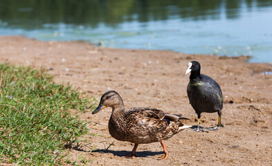 real live ducks in the wild