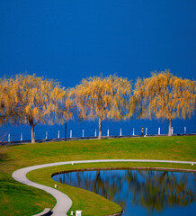Lakeshore Trail: a lakeside walking path with trees and pond.