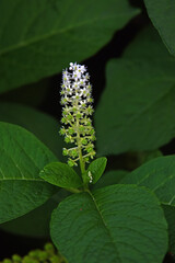 Japanischer Staudenknöterich