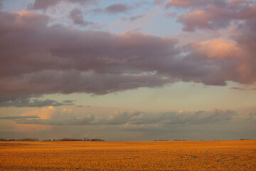 Canadian Wheatfield: landscape photo of wheat fields and the remains of a storm clouds on a summer evening. 
