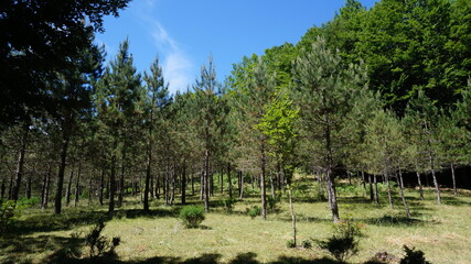 Obraz premium Paesaggio Alberato 1