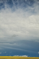Canola Storm: a big stormy sky above a canola field in bloom. 