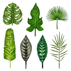 Set with different tropic leaf. Vintage color vector hatching