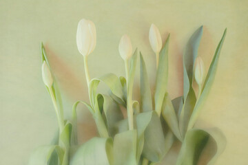Floral Sonnet: white tulips laying on a green cloth