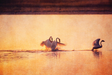 Graceful Defense: three swans splashing in the lake silhouetted by the setting sun. 