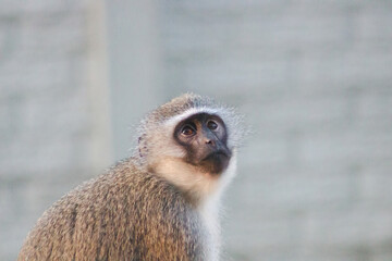 Vervet monkey on a wall with the light from the setting sun on its back