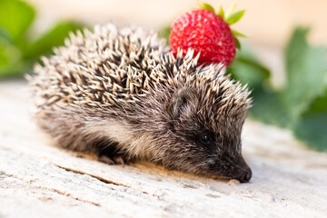 Little hedgehog on the back carries strawberries on a wooden background © KATSIARYNA PALTARACH