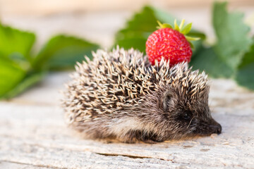 Little hedgehog on the back carries strawberries on a wooden background
