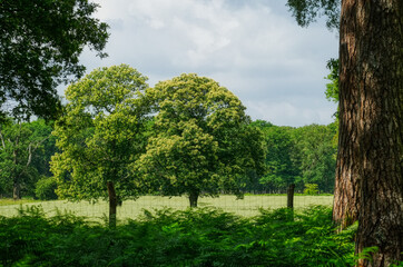 Lichtung mit B&auml;umen im Diersfordter Veen