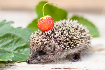 Little hedgehog with strawberry carries on the back © KATSIARYNA PALTARACH