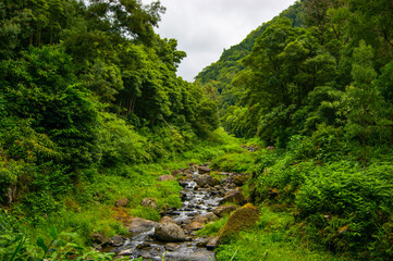 Fototapeta na wymiar Exploring a jungle environment in Sao Miguel, Azores islands.