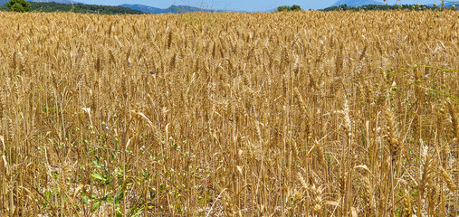 Campo de Cebada lista para recolección