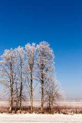 winter season with snow in the park or forest