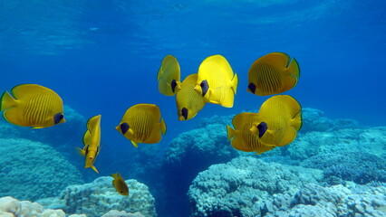 Butterfly fish.  Chaetodontidae. Masked Butterfly Fish - This butterfly fish grows up to 23 cm, is...