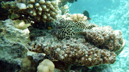 Fototapeta na wymiar Beautiful fish on the Red Sea reef.