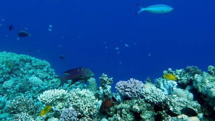 Beautiful fish on the Red Sea reef.

