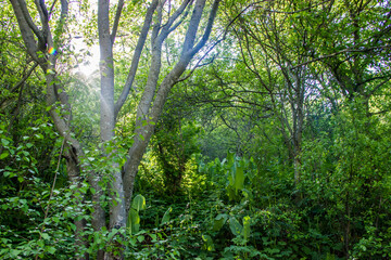 Green forest scenery: green foliage and grass. Spring view of the forest.