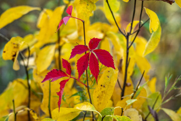 Red Leaves on Small Bush in front of Yellow Plant