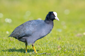 Eurasian coot, Fulica atra walking a green field