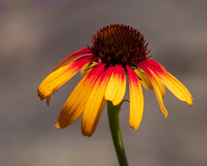 A colorful red and yellow coneflower (Echinacea) 