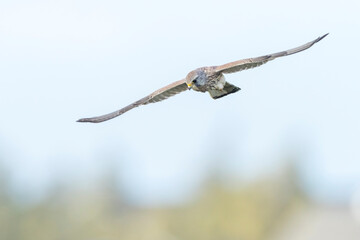 Kestrel falco tinnunculus closeup in flight