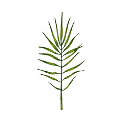Chamaedorea green fresh leaf. Vintage vector hatching