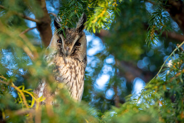 Long eared owl Asio otus, bird of prey perched in a tree