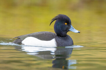 Tufted duck, Aythya fuligula, swimming