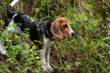 beagle in the grass