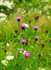 Beautiful Bunch of Milk Thistle in full bloom, with a natural lush green grass background