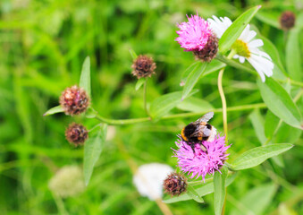Honey Bee feeding on a wild purple chive flower against a natural vibrant green meadow background