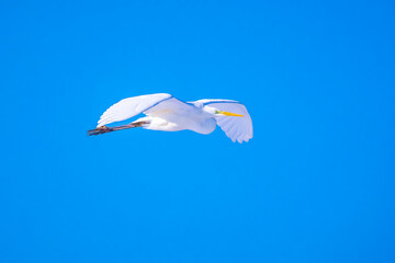 The white great egret, Ardea alba, in flight against a blue sky