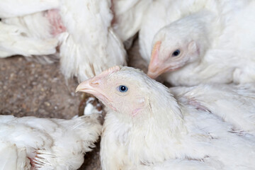 broiler breed of chicken