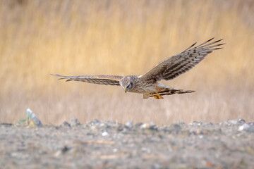 Hen harrier Circus cyaneus hunting