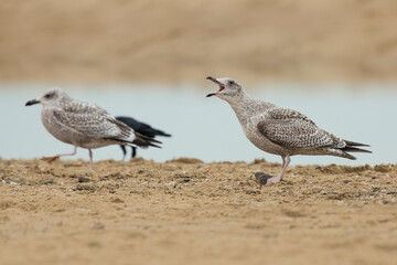 Fototapeta premium European herring gull, Larus argentatus, foraging