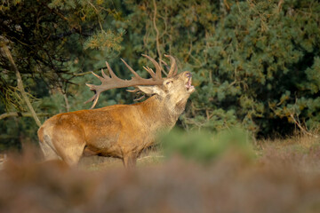 Male red deer stag, cervus elaphus, rutting