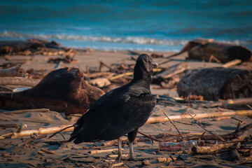 bird on the beach
