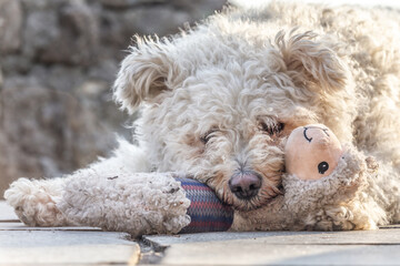 A cute pumi dog is looking over his plush toy