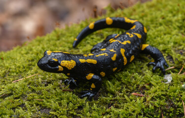 Feuersalamander - Salamandra salamandra - Fire Salamander
