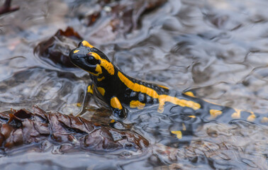 Feuersalamander - Salamandra salamandra terrestris - Fire Salamander