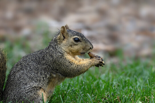 This images shows a squirrel eating an acorn.