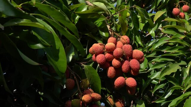 Lychee fruit on the tree ready for picking