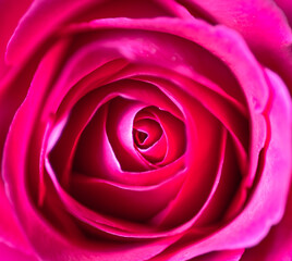 Closeup beautiful pink rose petals bloom in the botanical garden, natural blossom in spring. Bouquet floral freshness, symbol of love, Valentine and anniversary. Depth of field, abstract background.