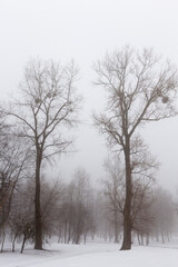 Fototapeta na wymiar trees in winter in haze