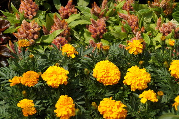 yellow flowers