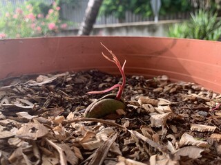 mango seed sprouting
