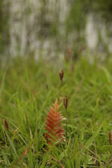 flower wood well-being awareness newsletter