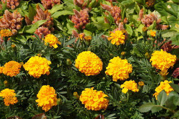 yellow flowers